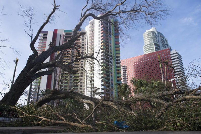 A fallen tree toppled by Hurricane Irma blocks a street in downtown Miami, Florida, on September 11, 2017. / AFP PHOTO / SAUL LOEB