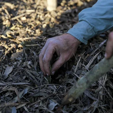  PORTO ALEGRE, RS, BRASIL, 12-09-2017. Agrofloresta ou Sistema Agroflorestal (SAF) é um sistema que reúne as culturas de importância agronômica em consórcio com a floresta. Um sistema agroflorestal é uma forma de produzir / cultivar alimentos de uma forma mais sustentável e ao mesmo tempo conservar ou recuperar a natureza. (FOTO: ANDERSON FETTER/AGÊNCIA RBS)Indexador: Anderson Fetter