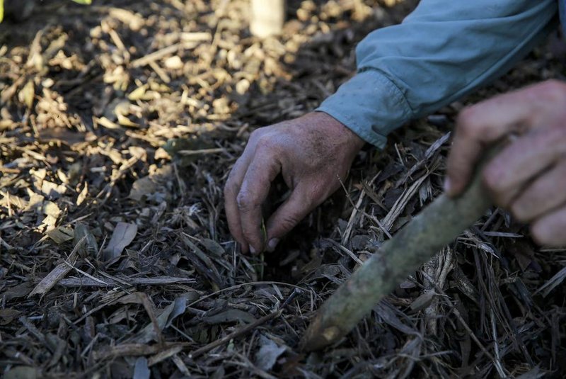  PORTO ALEGRE, RS, BRASIL, 12-09-2017. Agrofloresta ou Sistema Agroflorestal (SAF) é um sistema que reúne as culturas de importância agronômica em consórcio com a floresta. Um sistema agroflorestal é uma forma de produzir / cultivar alimentos de uma forma mais sustentável e ao mesmo tempo conservar ou recuperar a natureza. (FOTO: ANDERSON FETTER/AGÊNCIA RBS)Indexador: Anderson Fetter