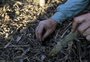 Meta ousada para cortar agrotóxicos pede inovação acelerada contra pragas