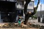  CAXIAS DO SUL, RS, BRASIL (18/09/2017). Árvore Sacrificada. Prefeitura corta árvore com enraizamento podre, na rua Pedro Tomasi. (Roni Rigon/Pioneiro).