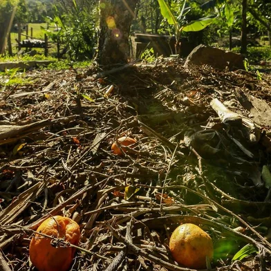  PORTO ALEGRE, RS, BRASIL, 12-09-2017. Agrofloresta ou Sistema Agroflorestal (SAF) é um sistema que reúne as culturas de importância agronômica em consórcio com a floresta. Um sistema agroflorestal é uma forma de produzir / cultivar alimentos de uma forma mais sustentável e ao mesmo tempo conservar ou recuperar a natureza. (FOTO: ANDERSON FETTER/AGÊNCIA RBS)Indexador: Anderson Fetter