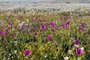Tapete de flores no deserto florido, na região do povoado de Totoral, próximo da rodovia Ruta 5, no Atacama. Fica entre Huasco e o Atacama, no Chile. Flores: safira (azul clara, predominante) e pata de guanaco (lilás).