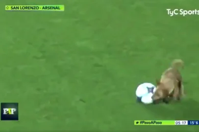 zol - san lorenzo - cachorro - invasão - campeonato argentino - arsenal - clube da bolinha