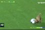 zol - san lorenzo - cachorro - invasão - campeonato argentino - arsenal - clube da bolinha