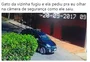 Gato "foge" em teto de carro em movimento: conheça a história do felino que virou sucesso na internet