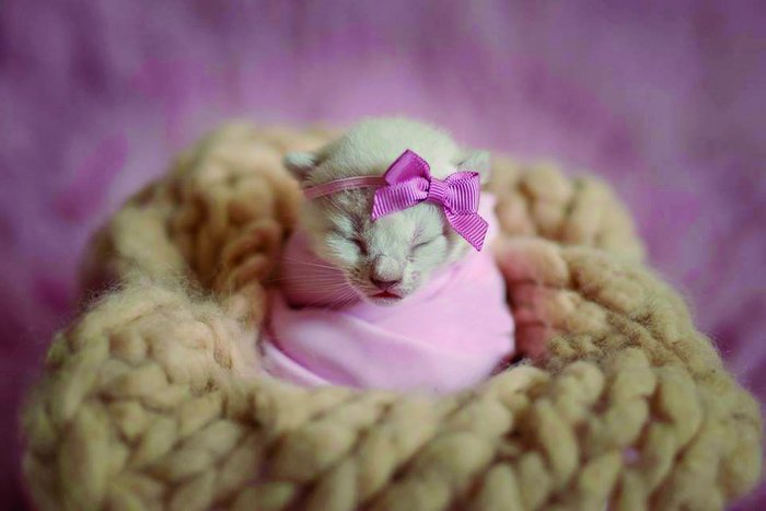 Daniela Battastini / Divulgação 