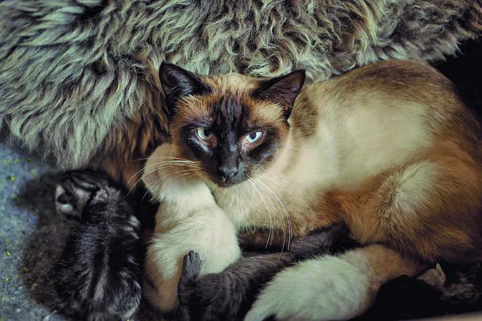 Daniela Battastini / Divulgação 