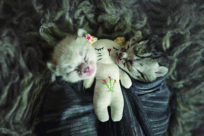 Daniela Battastini / Divulgação