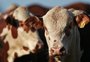 Polícia Civil prende dupla suspeita de aplicar golpes na compra de bovinos que superam R$ 12 milhões