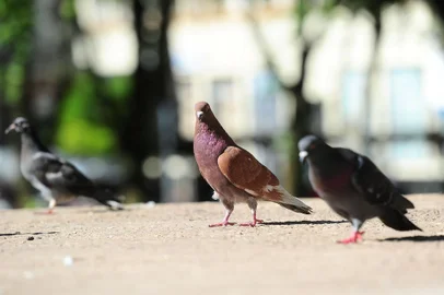  CAXIAS DO SUL, RS, BRASIL, 03/10/2017. Soama entrou com ação civil contra a Secretaria do Meio Ambiente para barrar a retirada das pombas das praças de Caxias. Na foto, aves na praça Dante Alighieri. (Porthus Junior/Agência RBS)