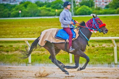 Bagé in Concert, cavalo que disputará o 109º GP Bento Gonçalves, no dia 21 de outubro, no Hipódromo do Cristal.