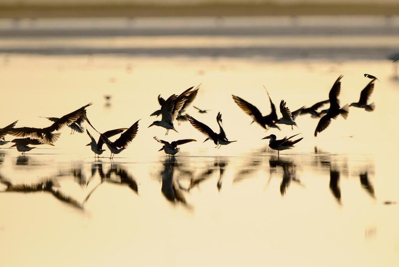 Parque Nacional da Lagoa do Peixe (RS), em Tavares, recebe Festival Brasileiro das Aves Migratórias.