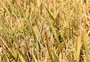 Custo de produção do arroz brasileiro é 51% maior do que o argentino