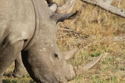 Kruger Park, na África do Sul.