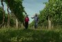 Vinícolas da fronteira oeste gaúcha atraem turistas 