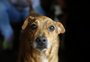 Cães podem sentir quando uma pessoa está prestes a ter uma convulsão, dizem cientistas