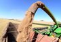 Governo federal tenta incentivar importação de trigo da Rússia