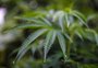 Anvisa dá primeiro passo para regular plantio de maconha para fins medicinais no Brasil