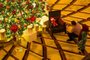  

ABU DHABI, EMIRADOS ÁRABES UNIDOS, 10-12-2017 -Natal em Abu Dhabi (FOTOGRAFO: ANDERSON FETTER / AGENCIA RBS)
Indexador: Anderson Fetter