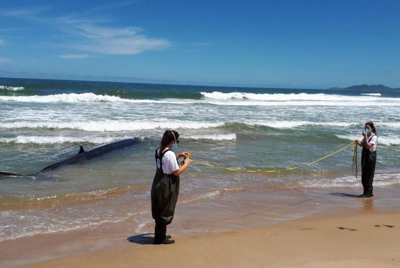 baleia encalha em praia de Paulo Lopes