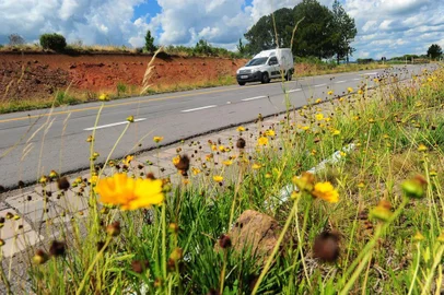  SÃO FRANCISCO DE PAULA, RS, BRASIL, 27/12/2017. Pequeninas flores amarelas formam um tapete espalhado pelo acostamento da ERS-453 (Rota do Sol), no trecho entre Caxias do Sul e os distritos de Lajeado Grande e Tainhas, em São Francisco de Paula. (Porthus Junior/Agência RBS)