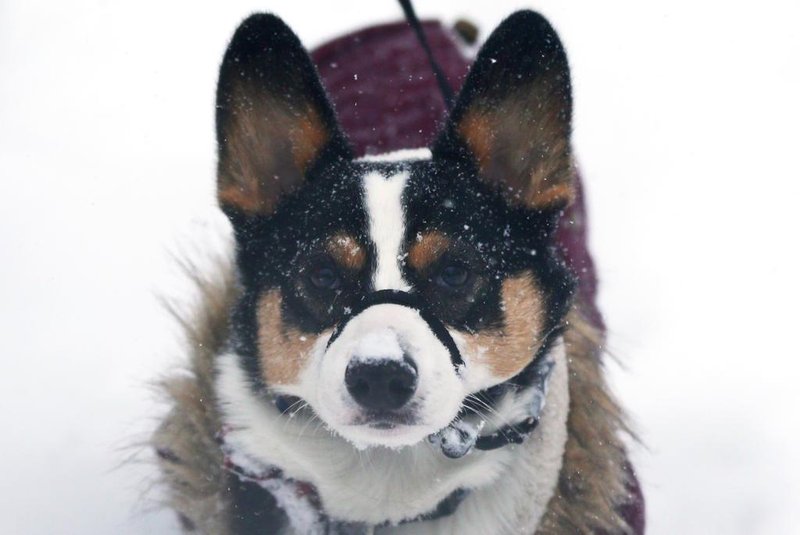Massive Winter Storm Brings Snow And Heavy Winds Across Large Swath Of Eastern SeaboardBOSTON, MA - JANUARY 4: Potato the corgi walks down Newbury Street during a massive winter storm on January 4, 2018 in Boston, Massachusetts. Schools and businesses throughout the Boston area are closed as the city is expecting over a foot of snow and blizzard like conditions throughout the day.   Maddie Meyer/Getty Images/AFPEditoria: WEALocal: BostonIndexador: Maddie MeyerFonte: GETTY IMAGES NORTH AMERICAFotógrafo: STF