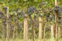 Vindima, a colheita da uva no Vale dos Vinhedos (RS).