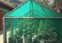 Polícia Civil localiza estufa com quase 50 pés de maconha em Sapiranga