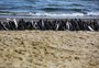 Órgãos federais vão investigar a causa da morte de peixes no Litoral Norte, diz capitão de Batalhão Ambiental