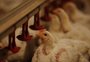 Indústria de aves espera que China desista de investigação na OMC