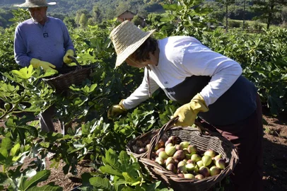 Colheita da safra de figo em Nova Petrópolis, um dos principais produtores da fruta no Rio Grande do Sul