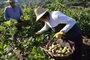 Colheita da safra de figo em Nova Petrópolis, um dos principais produtores da fruta no Rio Grande do Sul