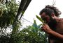 Número de consumidores de maconha legal no Uruguai quadruplica em seis meses