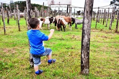  VACARIA, RS, BRASIL, 26/01/2018. 32º Rodeio Crioulo Internacional de Vacaria. Preparativos para o rodeio que inicia amanhã (27/01) e vai até o dia 04/02. (Artur Alexandre/Especial)Indexador: Artur Alexandre                 