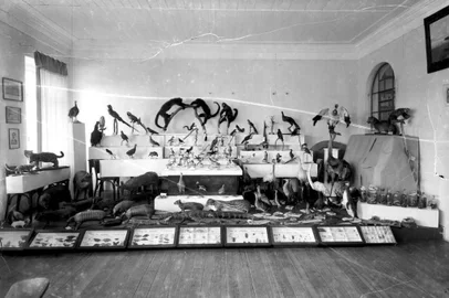 Interiordo antigo Museu Municipal, nos anos 1940 e 1950. Prédio situava-se onde hoje funciona a Casa da Cultyra, na Rua Dr. Montaury. Local abrigava animais empalhados, o painel Alegoria Primeira ao Imigrante, de Tarquinio Zambelli, e os bustos de Pinheiro Machado e Júlio de Castilhos.