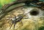 Fóssil encontrado na Ásia ajuda nos estudos sobre a origem das aranhas