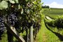 Vale dos Vinhedos , safra de uva, produlção de uva, colheita de uvas, Bento Gonçalves