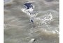 Tubarão-baleia avistado no litoral gaúcho pertence a maior espécie de peixe do mundo