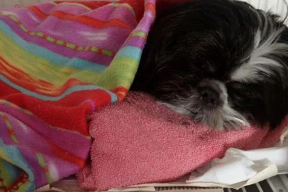Envenenamento de animais em Caxias. Na foto, o cachorro Fred, que está internado