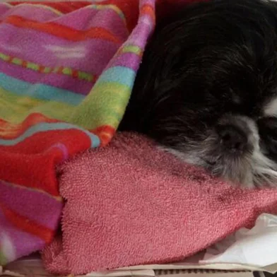 Envenenamento de animais em Caxias. Na foto, o cachorro Fred, que está internado