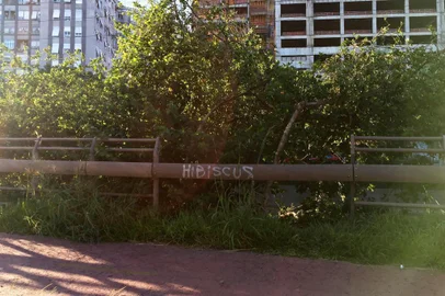 hibisco , hibiscus , pichação , Arroio Dilúvio , Avenida Ipiranga , ciclovia