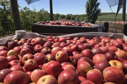 Maçãs colhidas em caixas (bins) em Vacaria, nos Campos de Cima da Serra.