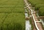 Solução para crise do arroz passa por aumento do consumo, avalia Irga
