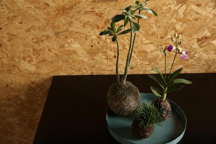 Vídeo: aprenda a técnica japonesa kokedama | GZH