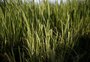 Produtor de arroz busca alternativas para sair do vermelho