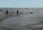 VÍDEO: Guarda-vidas salvam cachorro levado pelo mar em Imbé