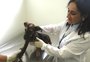 A primeira paciente do hospital público de animais