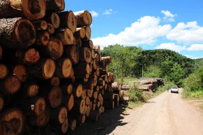  CAXIAS DO SUL, RS, BRASIL (16/02/2018). Corte de Araucárias. Reportagem averigua depósito de torras de araucária numa estrada rural da 4ª Légua. Vizinhos informam que árvores pertencem à propriedade de Gilmar Formolo.  (Roni Rigon/Pioneiro).