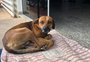 Cachorro espera em hospital por dono que morreu há 4 meses